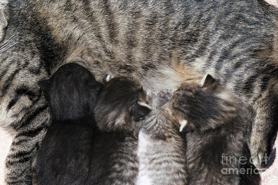 Cat Photograph - Suckers - Cunning Little Kittens by Michal Boubin