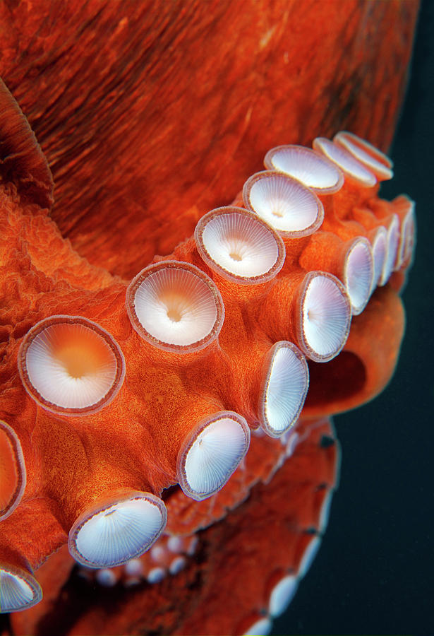 Suckers Of Giant Pacific Octopus Or Photograph by Andrey Nekrasov