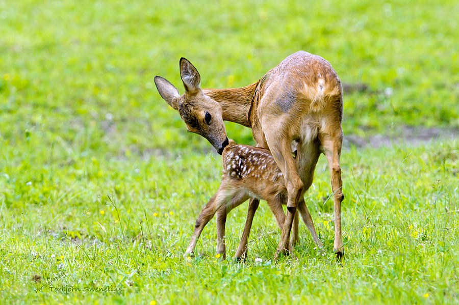 Suckling Fawn Photograph by Torbjorn Swenelius