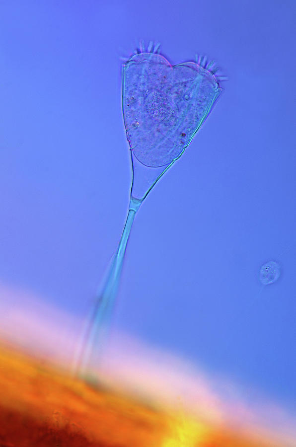 Suctoria Protozoan Photograph by Marek Mis