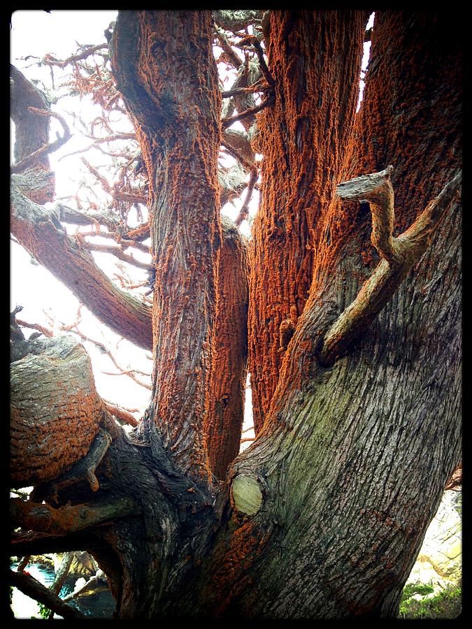 sudden-oak-death-photograph-by-gwendolyn-barnhart-pixels