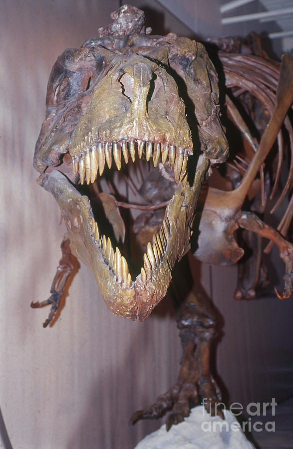 Sue The Tyrannosaurus Rex Photograph by Millard H. Sharp