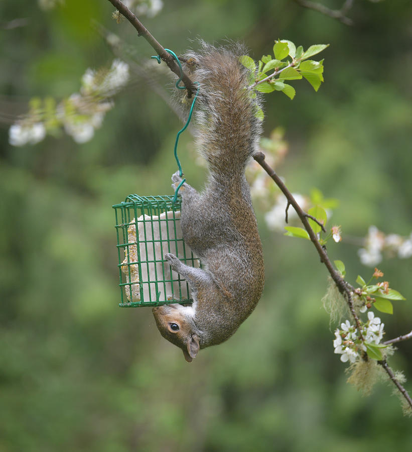 Suet for Lunch Photograph by Ronda Broatch