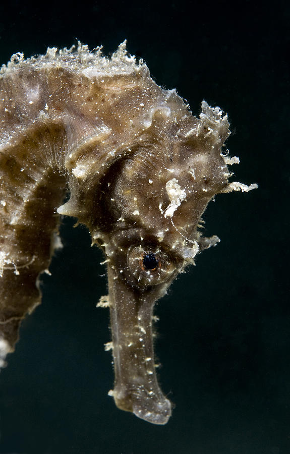 Fish Photograph - Suez seahorse Hippocampus suezensis by Dray Van Beeck