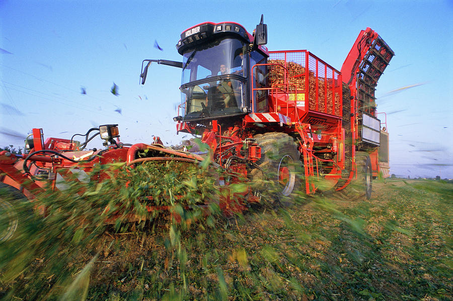 Sugar Beet Harvesting Photograph by Mauro Fermariello/science Photo