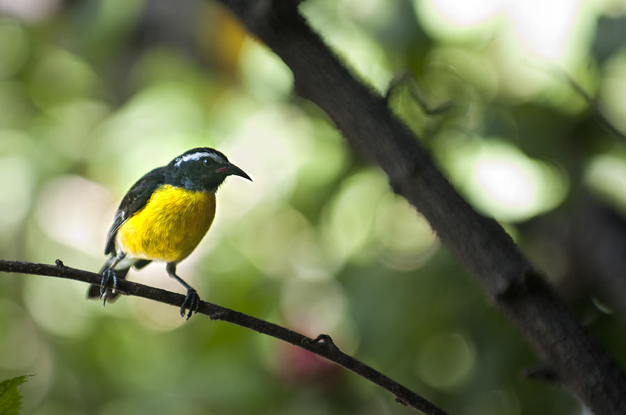 Sugar Bird Photograph by Vessela Banzourkova - Fine Art America