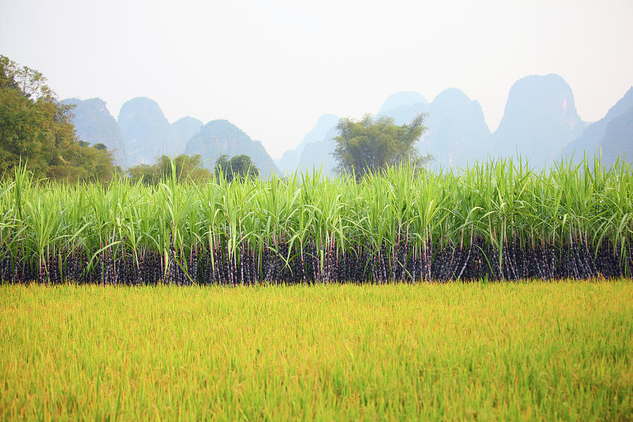Sugar Cane Field Photograph by Bihaibo