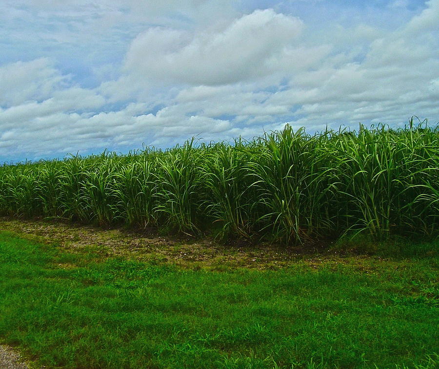 Sugar Cane Fields Photograph by Dana Doyle | Pixels