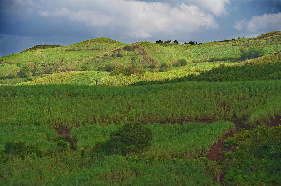 Sugar Cane Fields, South Mauritius Photograph by Jean-pierre Pieuchot