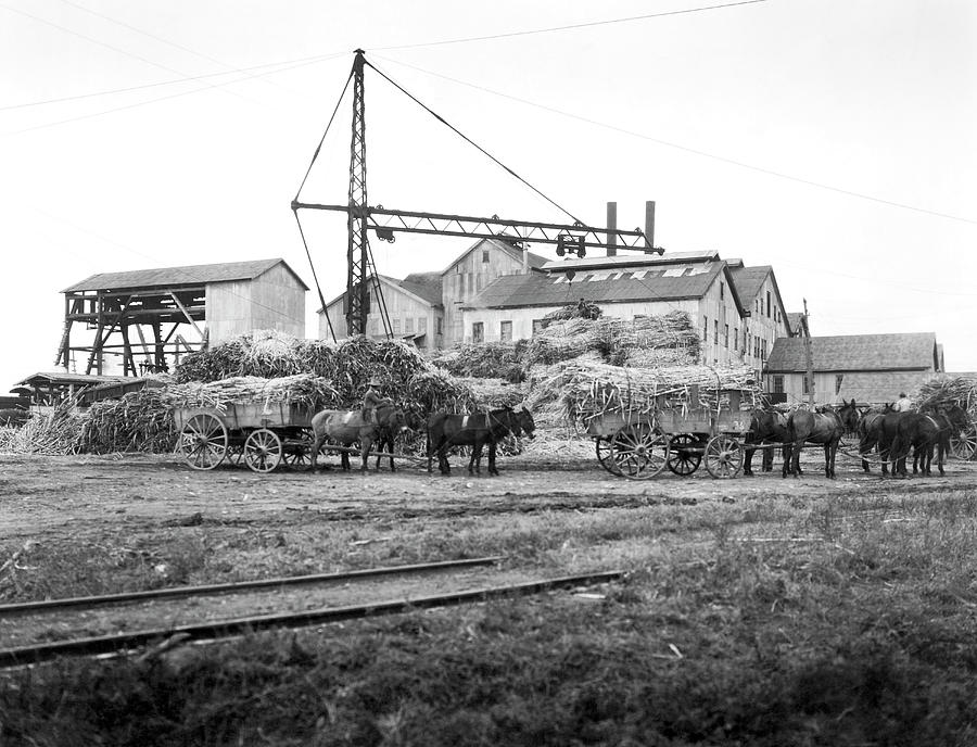 Sugar Cane Wagons Photograph by Underwood Archives