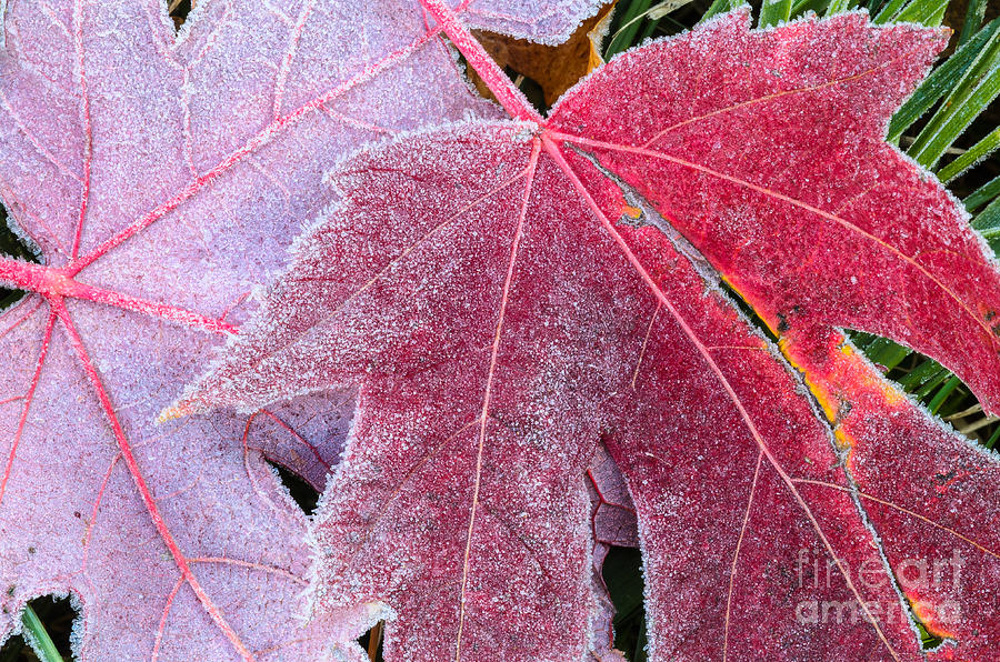 Sugar Coated Maple Leaves Photograph by Tamara Becker