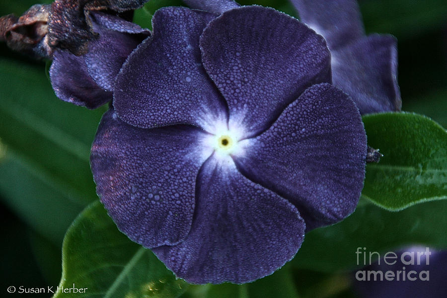 Sugar Coated Periwinkle Photograph by Susan Herber