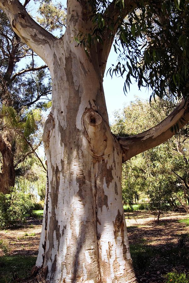 Nature Photograph - Sugar Gum (eucalyptus Cladocalyx) Tree by Adrian Thomas