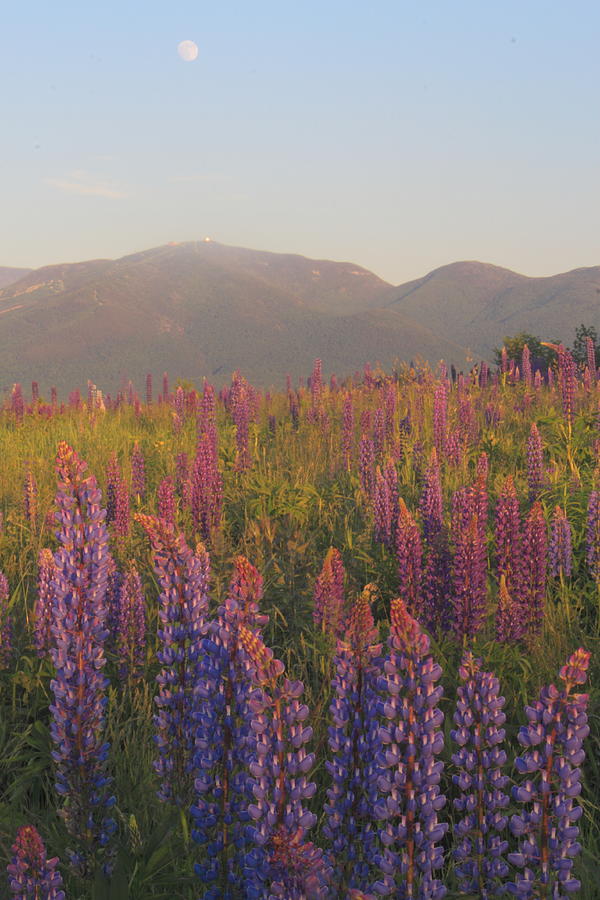 Sugar Hill Lupines and Moon Photograph by John Burk