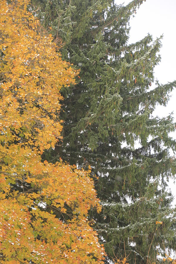 Sugar Maple and Evergreen Photograph by Valerie Collins