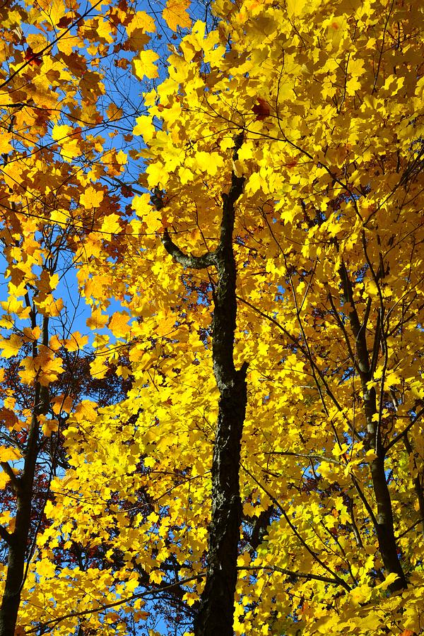 Sugar Maple Canopy Photograph by Ray Mathis