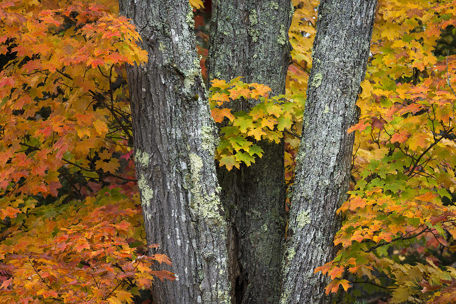 Sugar Maple In Autumn Photograph by John Shaw
