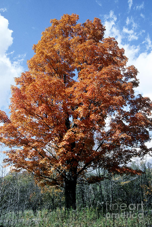 Sugar Maple In Autumn Photograph by Scott Camazine