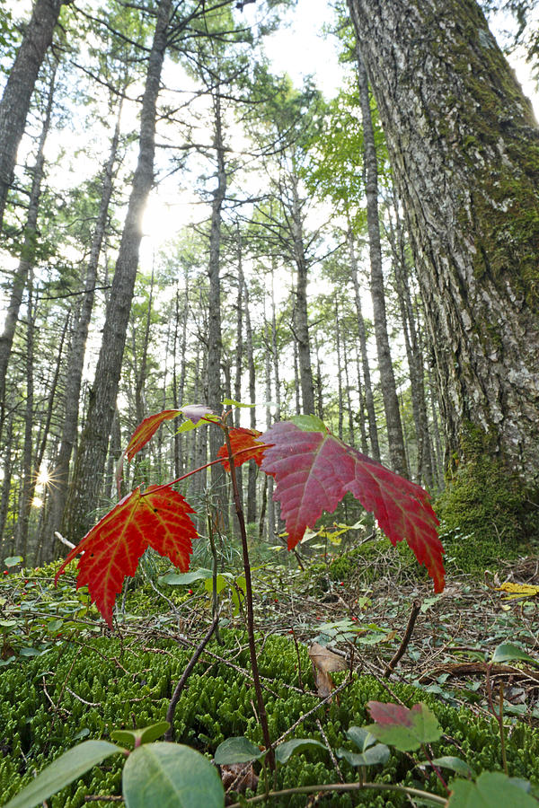 Sugar Maple In Old-growth Canadian Photograph by Scott Leslie