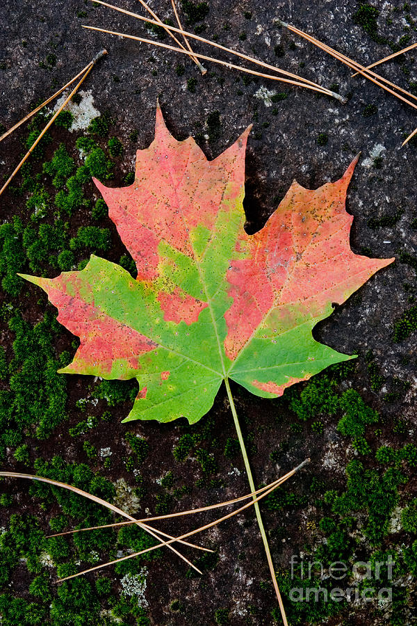 Sugar Maple Leaf Photograph by Gregory G Dimijian MD