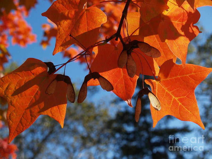 Sugar Maple Leaves From Below Photograph by Anna Lisa Yoder