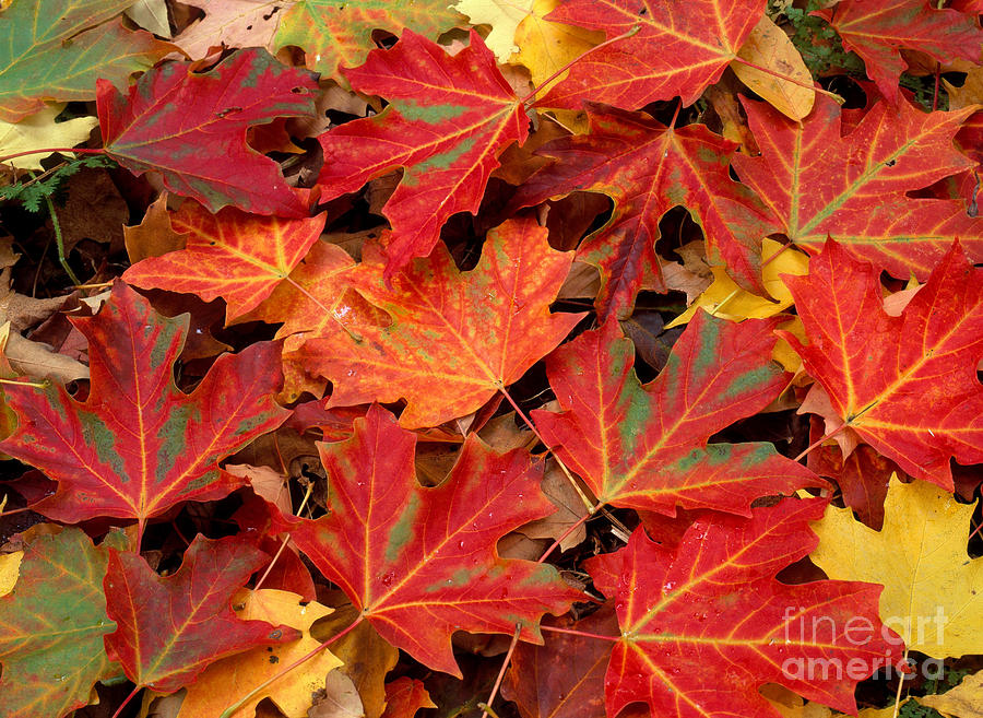 Pattern Photograph - Sugar Maple Leaves by Michael P Gadomski
