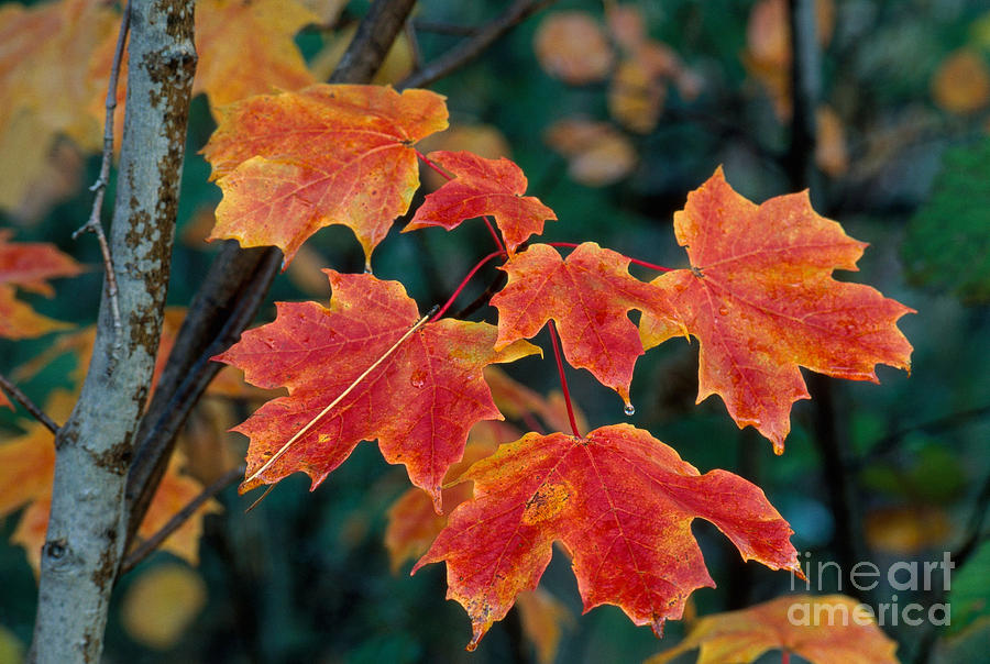 Sugar Maple Leaves Photograph by Stephen J Krasemann