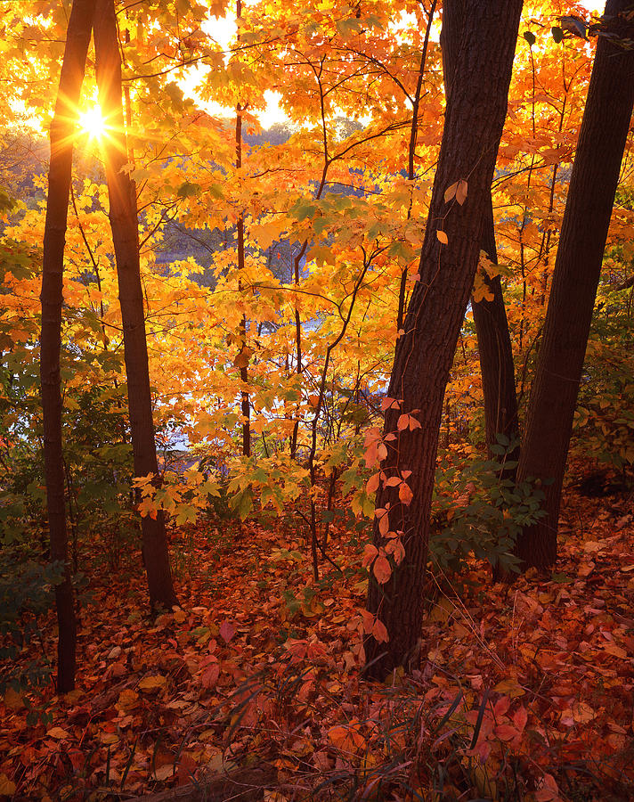 Sugar Maple Sunrise Photograph by Ray Mathis