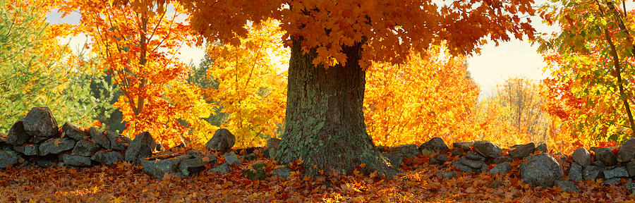 Nature Photograph - Sugar Maple Tree In Autumn, Peacham by Panoramic Images