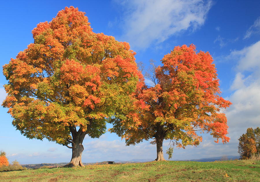 Sugar Maples on Hilltop in Autumn Photograph by John Burk