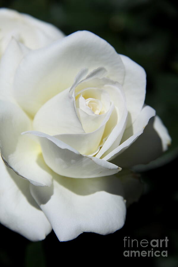 Sugar Moon Hybrid Tea Rose