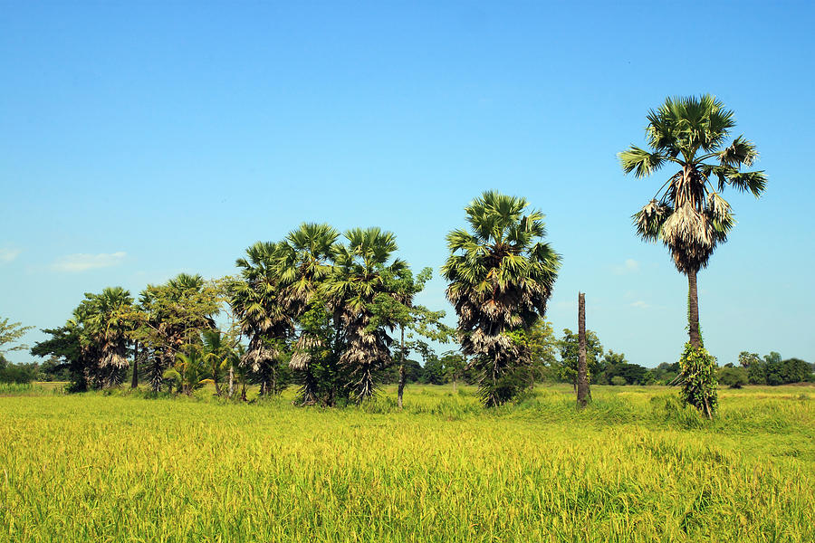 Sugar palm trees in the field Photograph by Thanapol Kuptanisakorn - Pixels