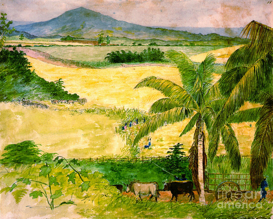 Sugar Plantation 1808 Photograph by Padre Art