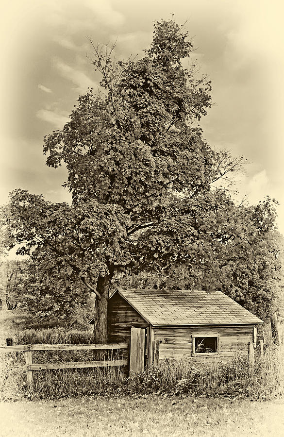 Tree Photograph - Sugar Shack sepia by Steve Harrington