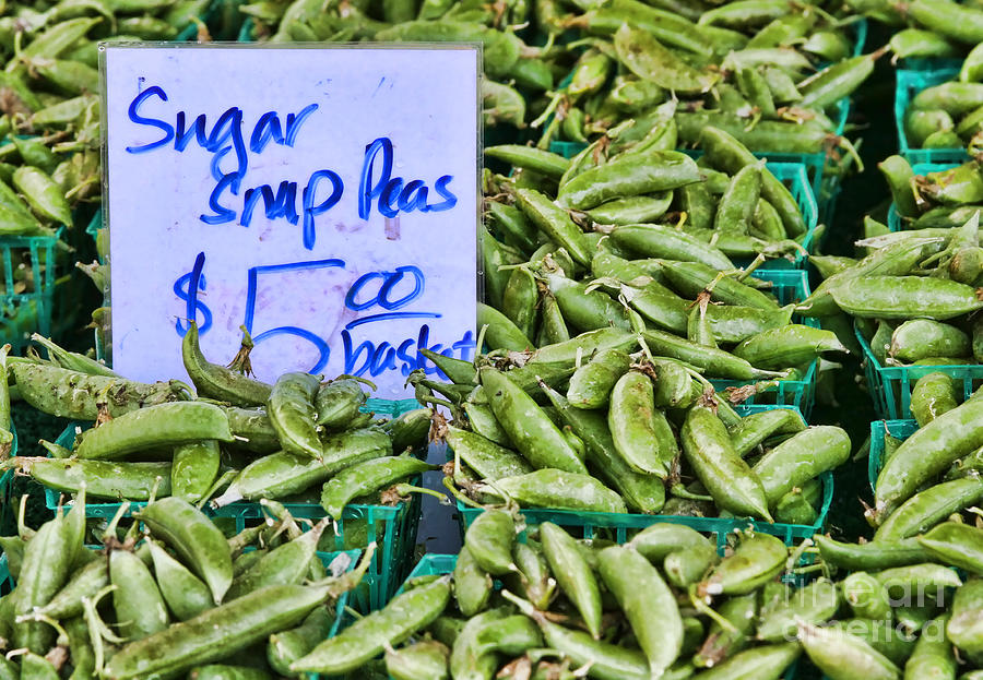 Sugar Snap Peas By Diana Sainz Photograph by Diana Raquel Sainz