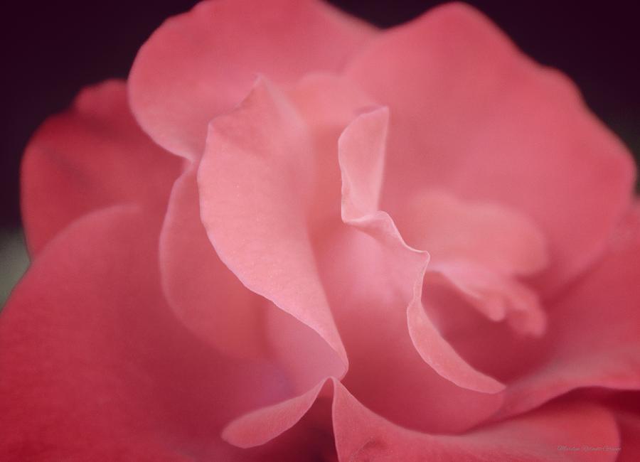 Rose Photograph - Sugar Sweet by The Art Of Marilyn Ridoutt-Greene