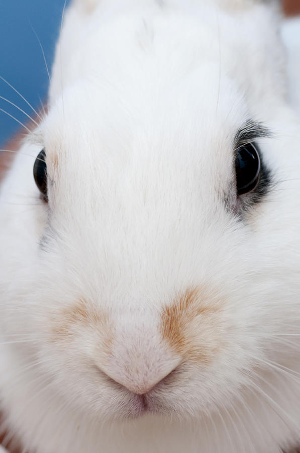 sugar the easter bunny 1 -A curious and cute white rabbit close up Photograph by Pedro Cardona Llambias
