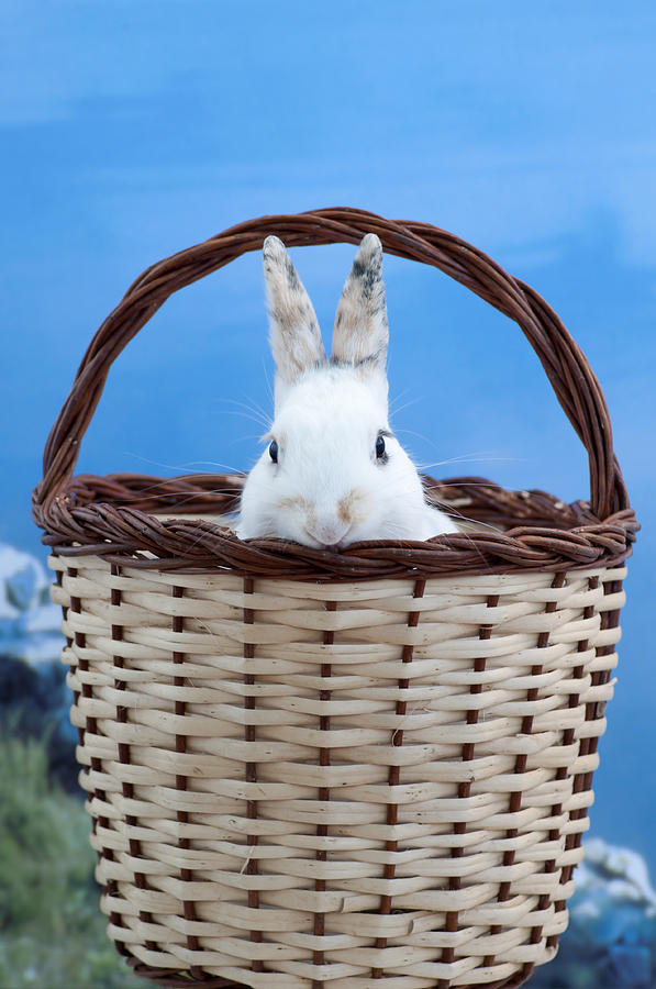 sugar the easter bunny 2 - A curious and cute white rabbit in a hand basket  Photograph by Pedro Cardona Llambias