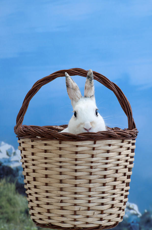 sugar the easter bunny 4 - A curious and cute white rabbit in a hand basket  Photograph by Pedro Cardona Llambias