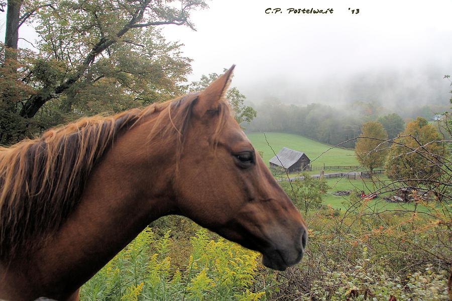 Horse Photograph - Sugar watching over her Home by Carolyn Postelwait