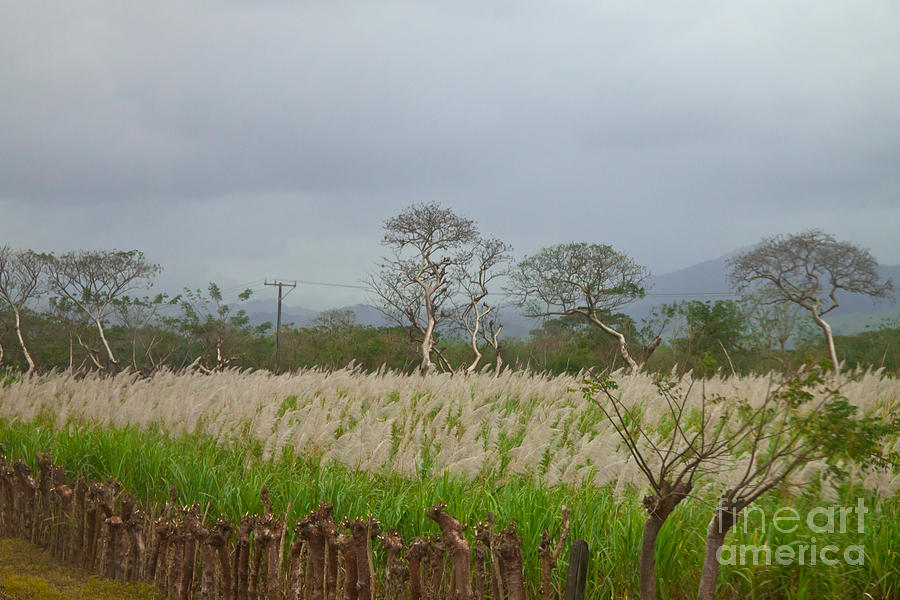 Sugarcane, Mexico Photograph by Richard and Ellen Thane