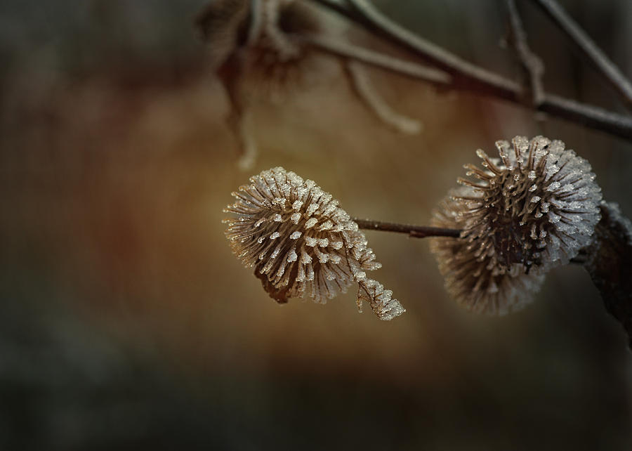 Still Life Photograph - Sugarfrosted Thistle by Sue Capuano