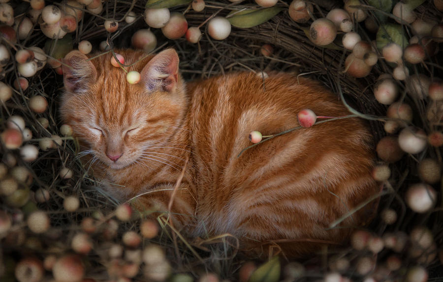 Cat Photograph - Sugarplum by Robin-Lee Vieira