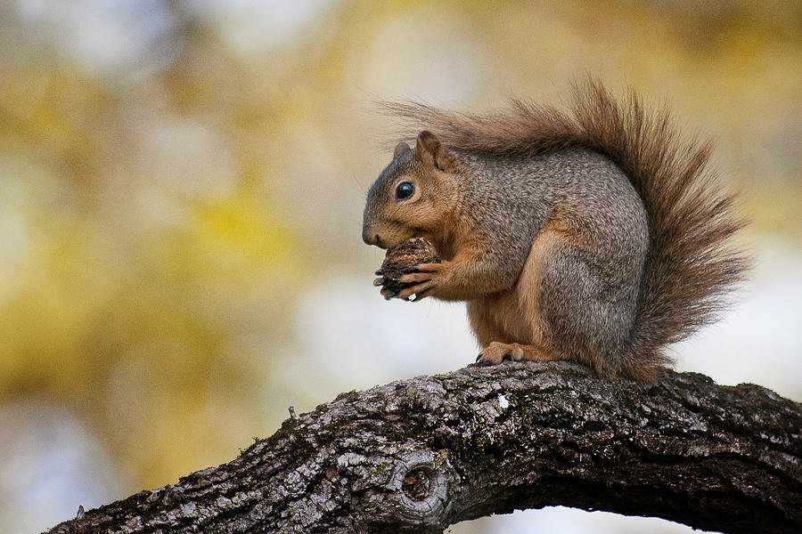 Suirrel Lunch Photograph by Ward McGinnis - Fine Art America