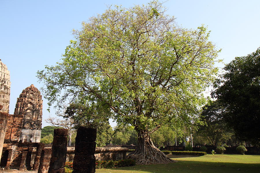 Sukhothai Historical Park - Sukhothai Thailand - 011351 Photograph by DC Photographer
