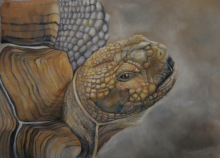Sulcata Drawing by Jean Cormier
