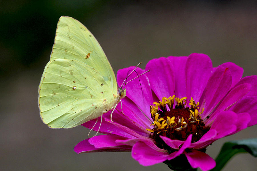 Sulfur Butterfly on Zinna Photograph by Robert Camp