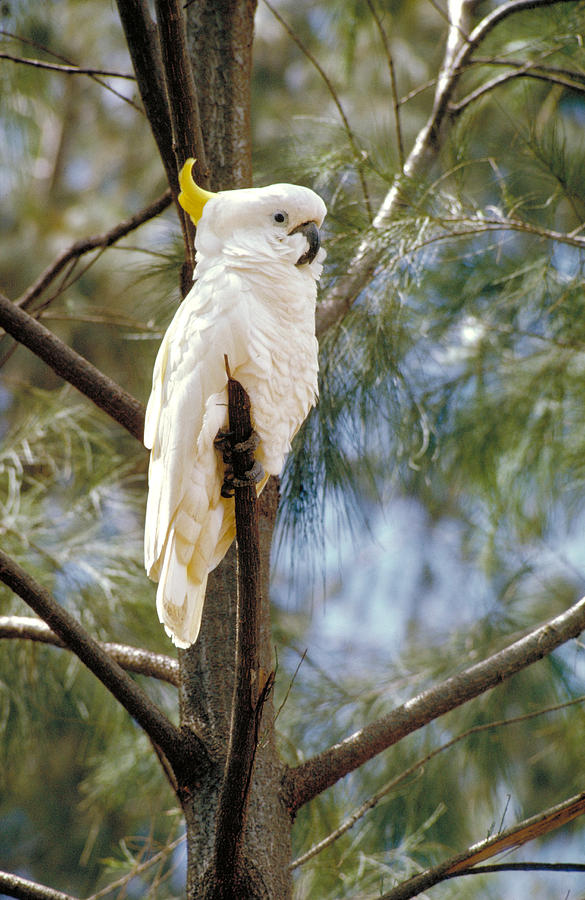 sulfur crested cockatoo plays