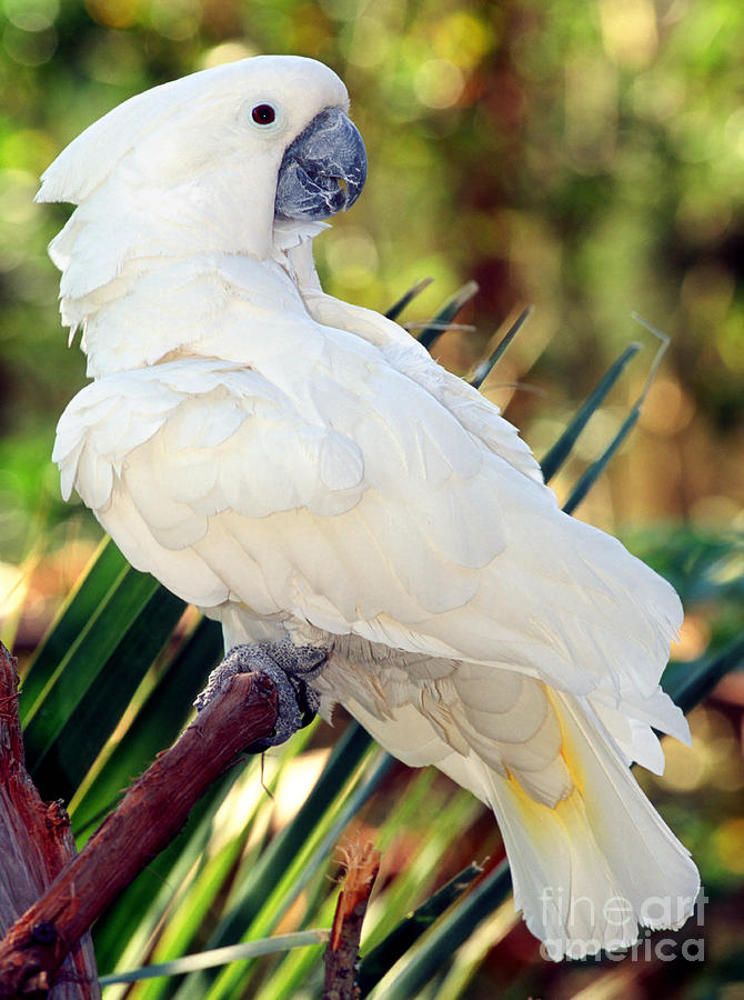 Cockatoo Photograph - Sulfur-crested Cockatoo by Millard H. Sharp