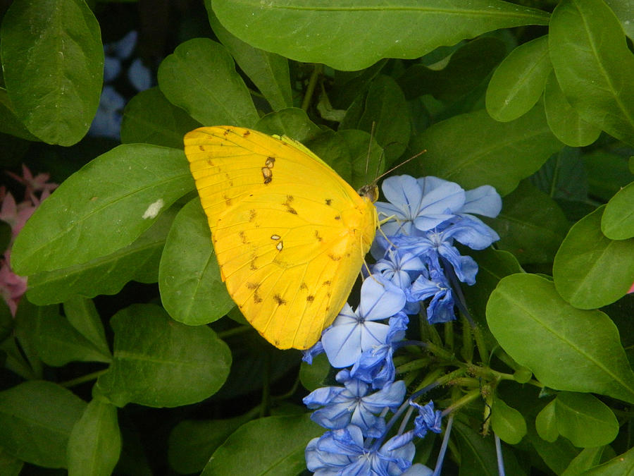 Sulphur Butterfly  #1 Photograph by Ronda Ryan